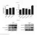 Fig. 12 - Human resistin receptor and use thereof