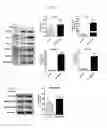Fig. 13 - Human resistin receptor and use thereof
