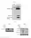 Fig. 14 - Human resistin receptor and use thereof