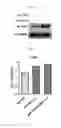 Fig. 18 - Human resistin receptor and use thereof
