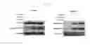 Fig. 19 - Human resistin receptor and use thereof