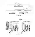 Fig. 22 - Methods and compositions for gene-specific demethylation by DNA methyltransferase (DNMT)-RNA interaction