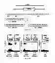 Fig. 35 - Methods and compositions for gene-specific demethylation by DNA methyltransferase (DNMT)-RNA interaction