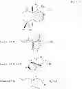 Fig. 09 - C-9 oxygen functionalized labdane derivates