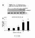 Fig. 04 - Methods of Treating Sickle Cell Disease and Related Disorders Using Fumaric Acid Esters