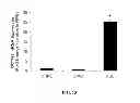 Fig. 12 - Methods of Treating Sickle Cell Disease and Related Disorders Using Fumaric Acid Esters
