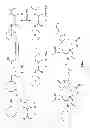 Fig. 02 - Multimeric biotinidase resistant multimodality probes