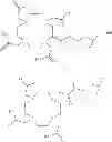 Fig. 09 - Multimeric biotinidase resistant multimodality probes