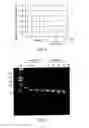 Fig. 04 - Single-stranded nucleic acid molecule having nitrogen-containing alicyclic skeleton