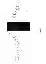 Fig. 07 - NOVEL HYDRAZONE-BASED AND OXIME-BASED FLUORESCENT AND CHROMOPHORIC/PRO-FLUORESCENT AND PRO-CHROMOPHORIC REAGENTS AND LINKERS