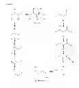 Fig. 03 - Process for the enzymatic production of C4 compounds from C6 substrates