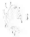 Fig. 43 - Epicardial clip