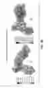 Fig. 10 - PREDICTION OF MOLECULAR BIOACTIVATION
