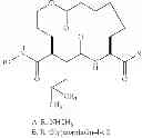 Fig. 23 - ROLE OF PROTEOGLYCANS IN DRUG DEPENDENCE