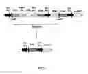 Fig. 02 - METHODS AND COMPOSITIONS FOR PRODUCING AND SELECTING TRANSGENIC PLANTS