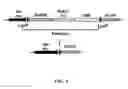Fig. 07 - METHODS AND COMPOSITIONS FOR PRODUCING AND SELECTING TRANSGENIC PLANTS