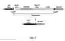 Fig. 08 - METHODS AND COMPOSITIONS FOR PRODUCING AND SELECTING TRANSGENIC PLANTS