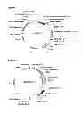 Fig. 02 - SOYBEAN TRANSFORMATION FOR EFFICIENT AND HIGH-THROUGHPUT TRANSGENIC EVENT PRODUCTION