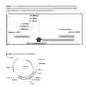 Fig. 02 - PRECISION GENE TARGETING TO A PARTICULAR LOCUS IN MAIZE