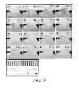 Fig. 11 - Electrochemically-grown nanowires and uses thereof