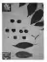Fig. 02 - Cherry tree named 'Glenearly'