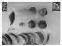 Fig. 01 - Nectarine tree named 'Pearlicious XXII'