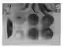 Fig. 01 - Peach Tree Named 'Red Princess'