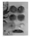 Fig. 02 - Peach Tree Named 'Red Princess'