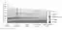 Fig. 01 - PRODUCTION METHOD OF THE SUBSTRATE FOR THE GROWING OF CHAMPIGNONS AND OTHER CULTIVATED MUSHROOMS