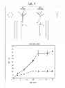 Fig. 04 - COMPOSITIONS AND METHODS FOR INDUCING PREFERENTIAL ROOT TROPISM