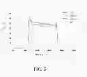 Fig. 11 - Hybrid nanomaterial electrode and fabrication method thereof