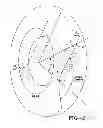 Fig. 03 - Pneumatic tire with geodesic belt