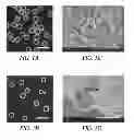 Fig. 02 - Hollow hydrogel capsules and methods of using the same