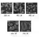 Fig. 04 - Hollow hydrogel capsules and methods of using the same