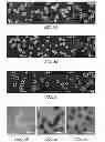 Fig. 06 - Hollow hydrogel capsules and methods of using the same