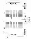 Fig. 03 - Methods and apparatuses for filtering water fluid by screening ionic minerals