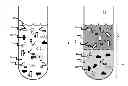 Fig. 01 - Fractionating nanomaterials by a liquid multiphase composition