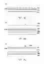 Fig. 04 - Electronic device package structure and manufacturing method thereof