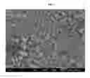Fig. 03 - Poorly soluble drug containing microspheres with improved bioavailability and method of preparing the same