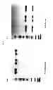 Fig. 03 - Ultrafiltration concentration of allotype selected antibodies for small-volume administration