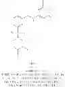 Fig. 375 - Hepatitis B antiviral agents