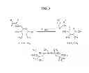 Fig. 04 - ACRYLAMIDE HYDROGELS FOR TISSUE ENGINEERING