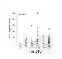 Fig. 27 - Methods using DNA methylation for identifying a cell or a mixture of cells for prognosis and  diagnosis of diseases, and for cell remediation therapies
