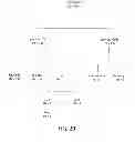 Fig. 37 - Methods using DNA methylation for identifying a cell or a mixture of cells for prognosis and  diagnosis of diseases, and for cell remediation therapies