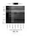 Fig. 41 - Methods using DNA methylation for identifying a cell or a mixture of cells for prognosis and  diagnosis of diseases, and for cell remediation therapies