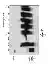 Fig. 07 - METHOD FOR POLYCLONAL IMMUNOGLOBULIN G PRODUCTION BY HUMAN B CELLS