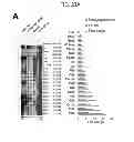Fig. 24 - Methods of Treating Inflammatory Diseases by Targeting the Chemoattractant Cytokine Receptor 2 (CCR2) or Chemokine (C-C motif) Ligand 2 (CCL2)