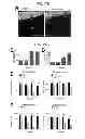 Fig. 32 - Methods of Treating Inflammatory Diseases by Targeting the Chemoattractant Cytokine Receptor 2 (CCR2) or Chemokine (C-C motif) Ligand 2 (CCL2)