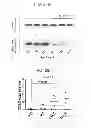 Fig. 33 - Methods of Treating Inflammatory Diseases by Targeting the Chemoattractant Cytokine Receptor 2 (CCR2) or Chemokine (C-C motif) Ligand 2 (CCL2)