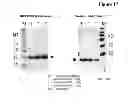 Fig. 19 - Amino acid sequence presenting fusion polypeptide and its use